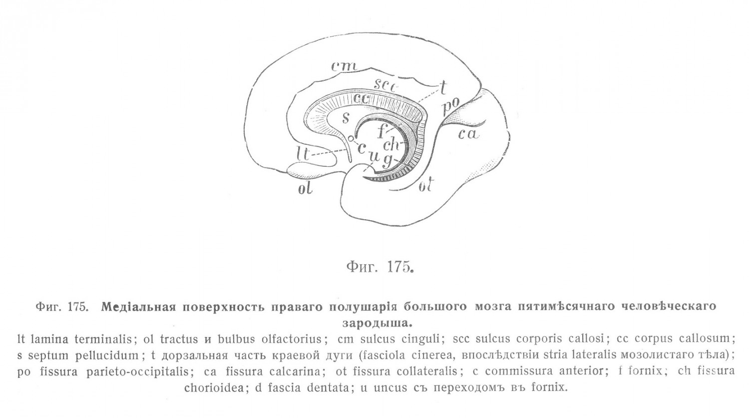 Медальная поверхность правого полушария большого мозга