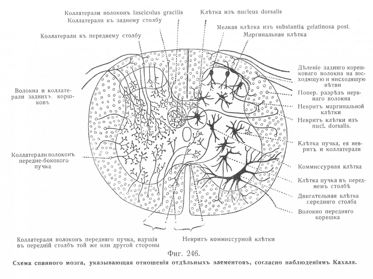 Схема спинного мозга, указывающая отношенія отдѣльныхъ элементовъ, согласно наблюденіямъ Кахаля