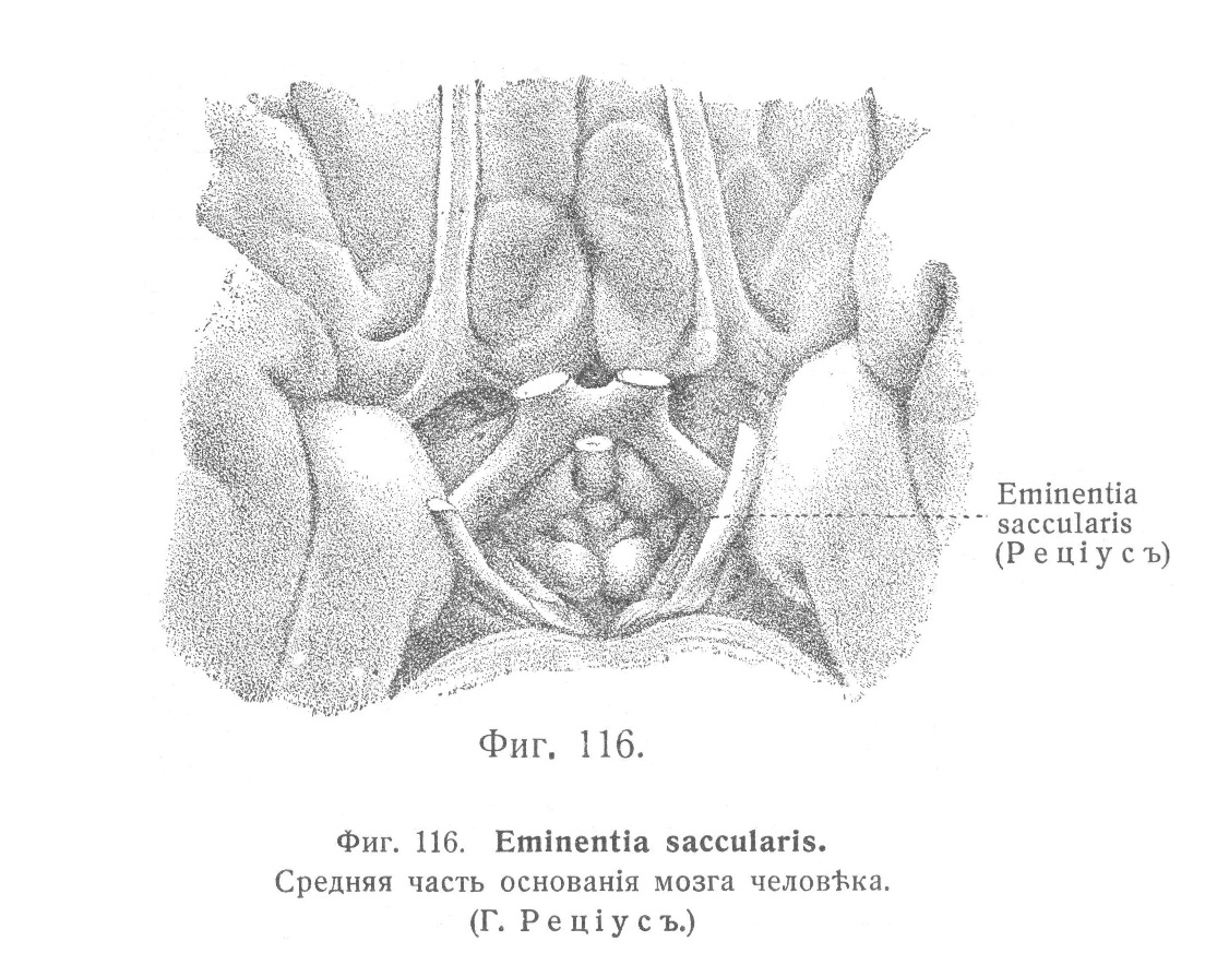 Eminentia saccularis