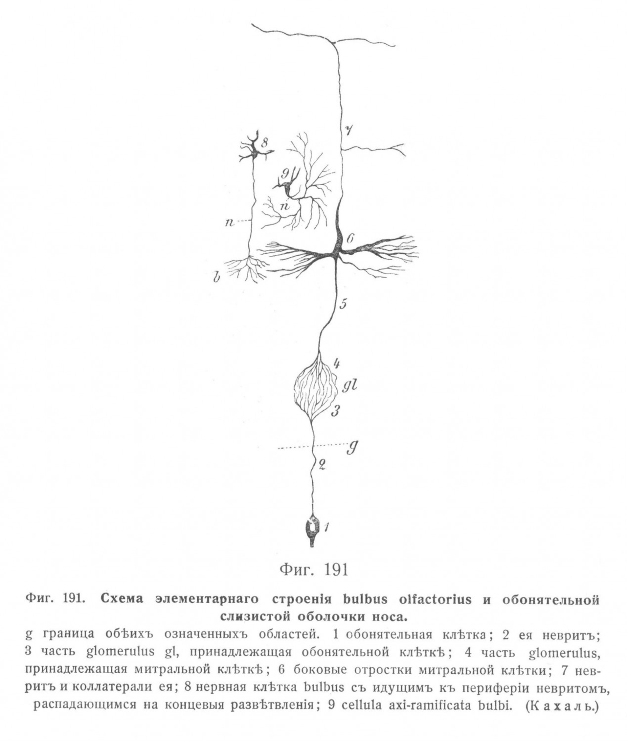 Схема элементарного строения bulbus olfactorius