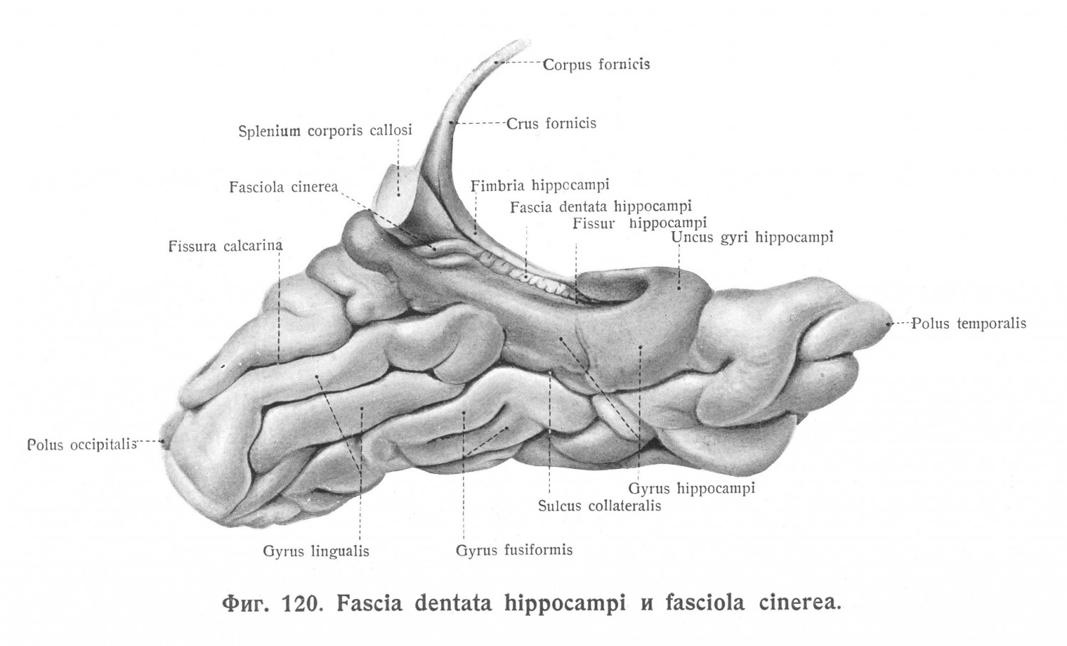 Fascia dentata hippocampi и fasciola cinerea