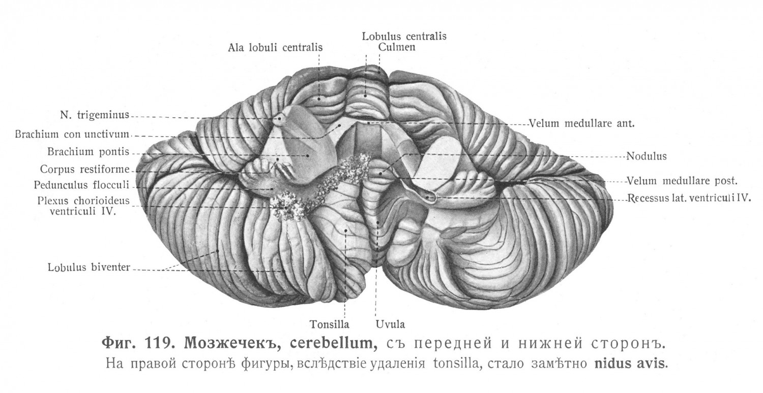 Мозжечок, cerebellum с передней и нижней стороны