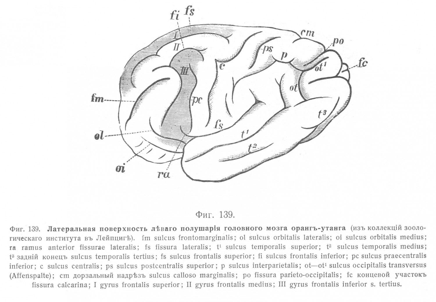 Латеральная поверхность левого полушария головного мозга орангутанга
