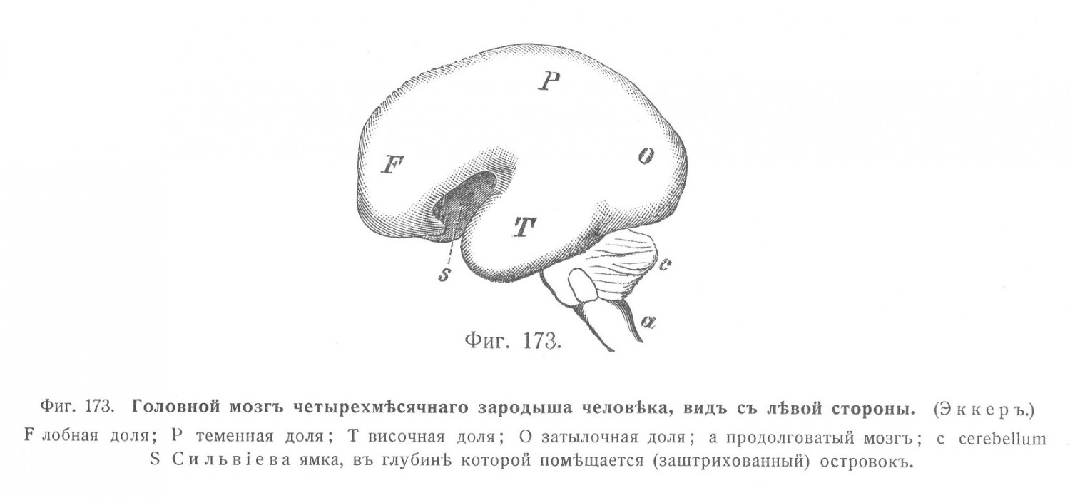 Головной мозг четырёхмесячного зародыша человека