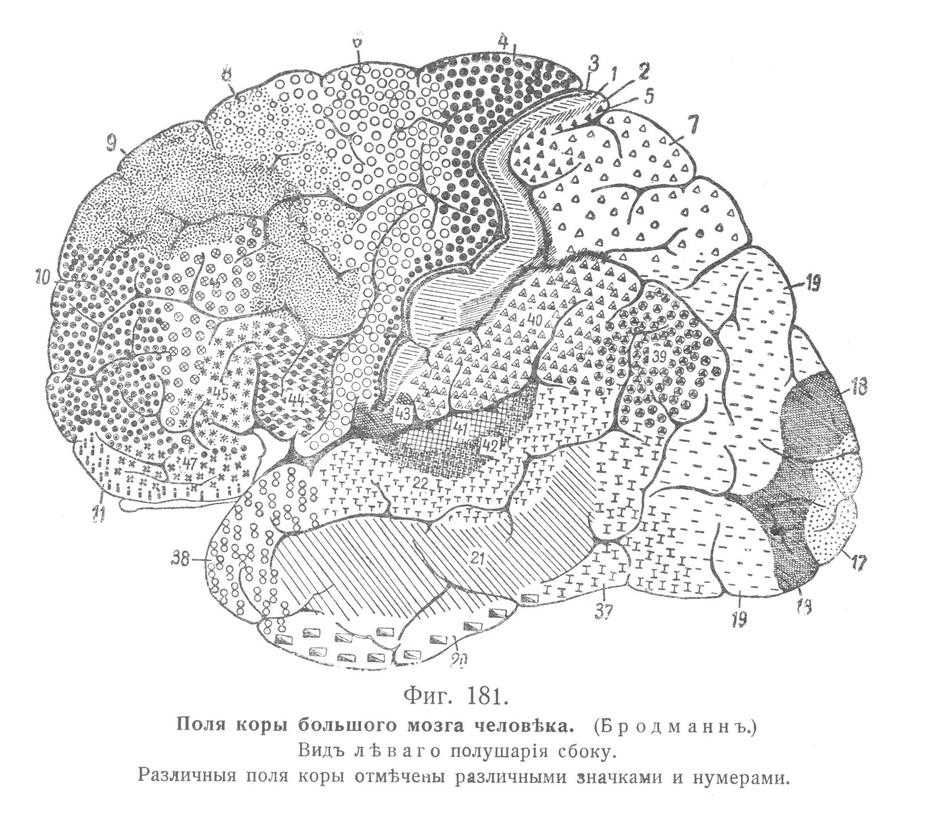 Мѣстныя различія въ строеніи коры большого мозга