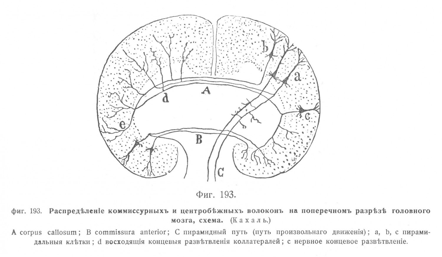 Распредѣленіе коммиссурныхъ и центробѣжныхъ волоконъ на поперечномъ разрѣзѣ головного мозга, схема