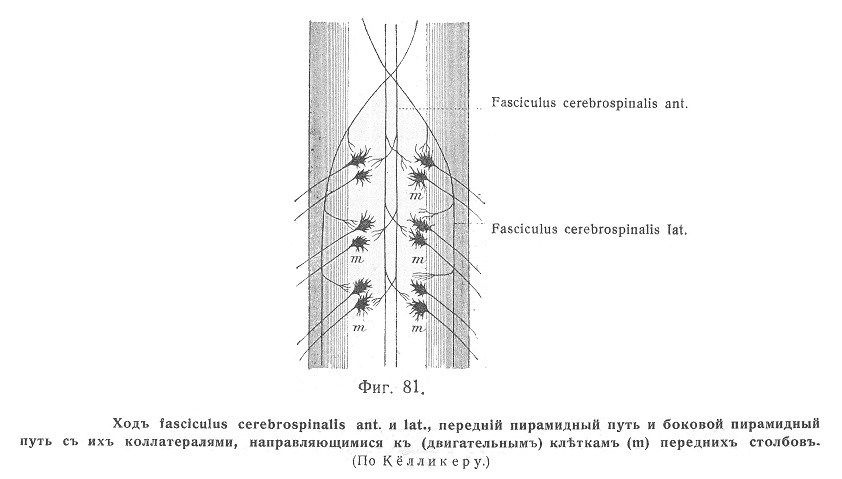 Ходъ fasciculus cerebrospinalis ant. и lat