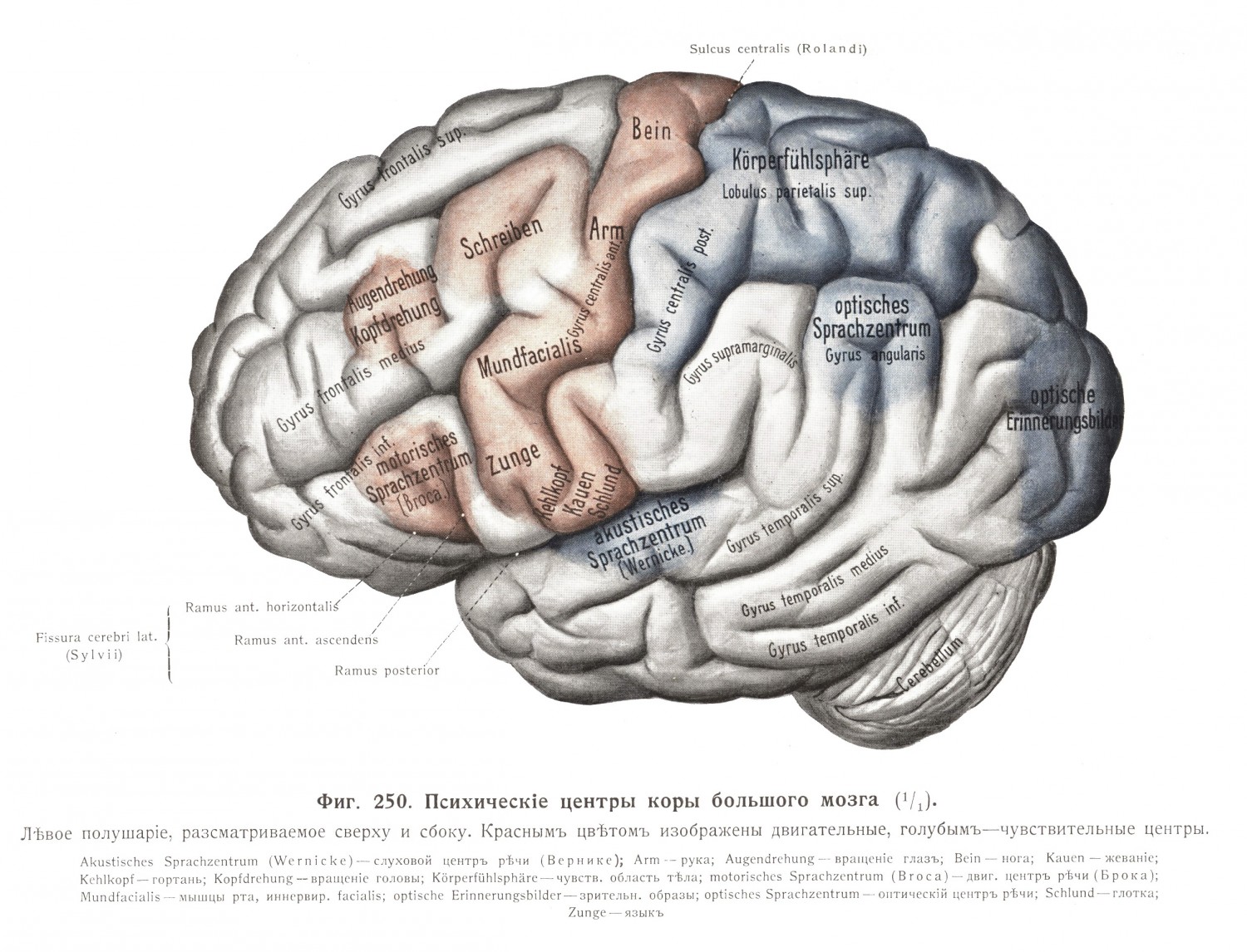 Психические центры коры большого мозга