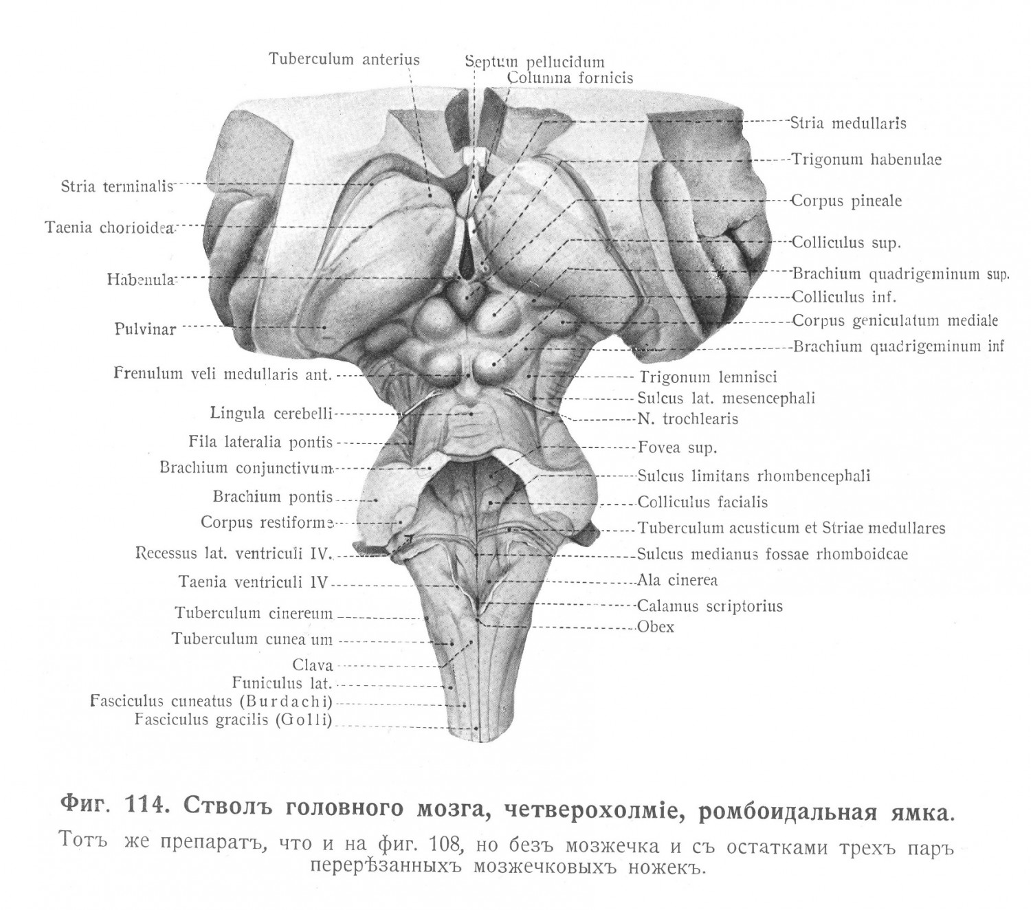 Ствол головного мозга, четверохолмие, ромбоидальная ямка