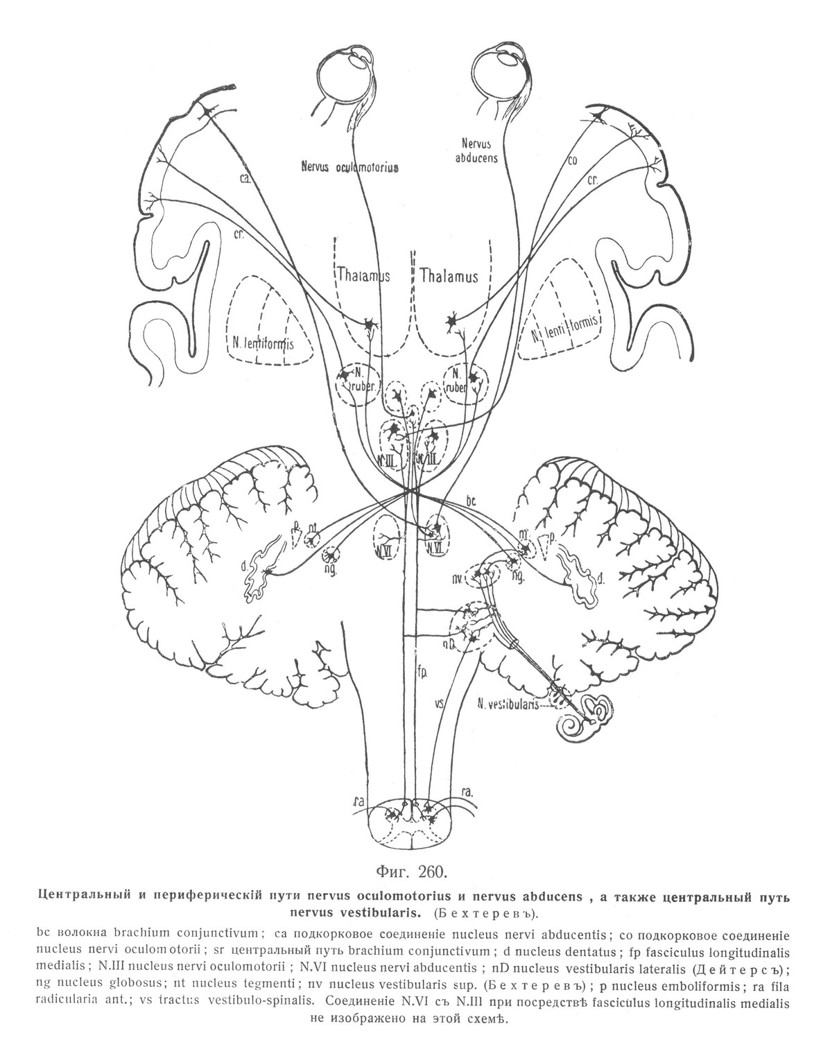 Центральный и периферическій пути nervus oculomotorius и nervus abducens, а также центральный путь nervus vestibularis. 