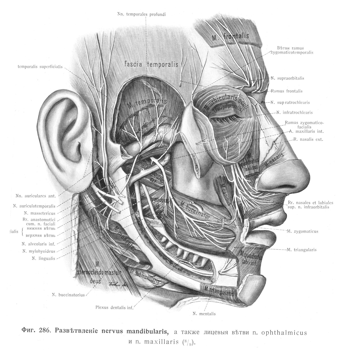 Разветвление nervus mandibularis