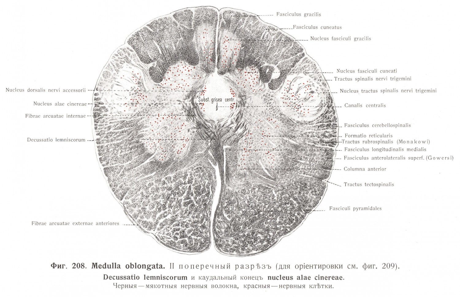 Medulla oblongata, II поперечный разрез