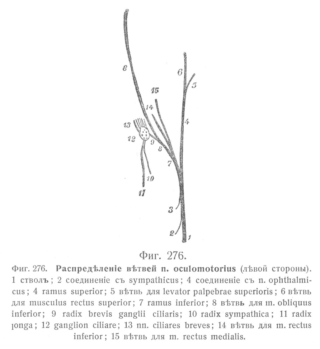Распредѣленіе вѣтвей n. oculomotorius (лѣвой стороны).