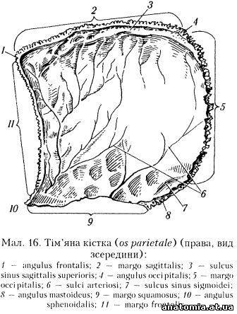 Тім'яна кістка (os parietale)