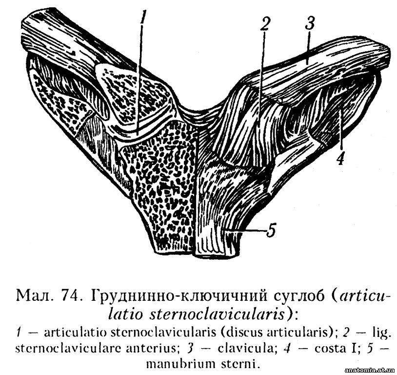 Груднинно-ключичний суглоб (articulatio sternoclavicularis)