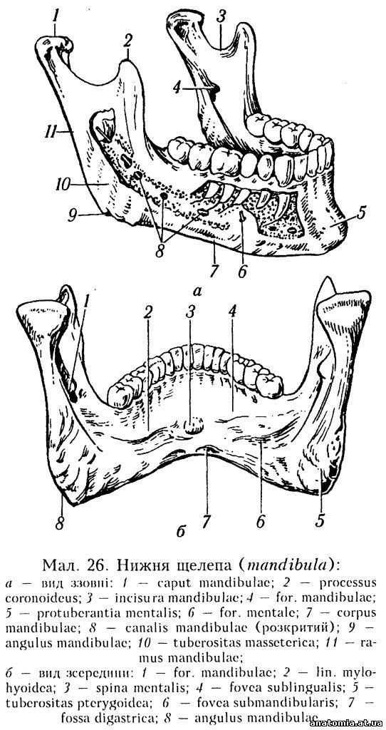 Нижня щелепа (mandibula)