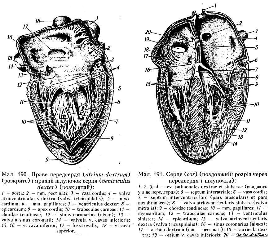ventriculus dexter