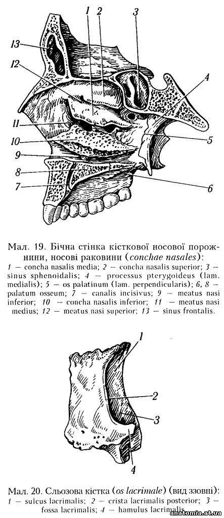 Решітчастий лабіринт (labyrinthus ethmoidalis), Сльозова кістка (os lacrimale)