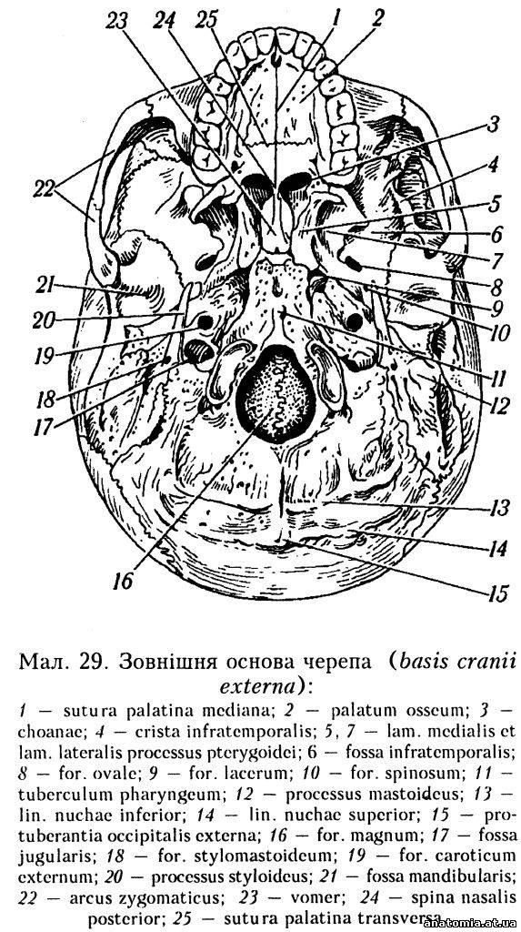 Зовнішня основа черепа (basis cranii externa) 