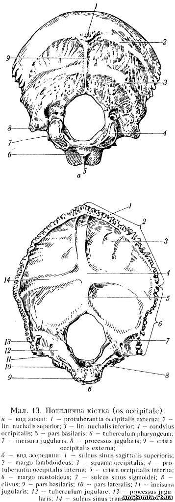 Потилична кістка (os occipitale)