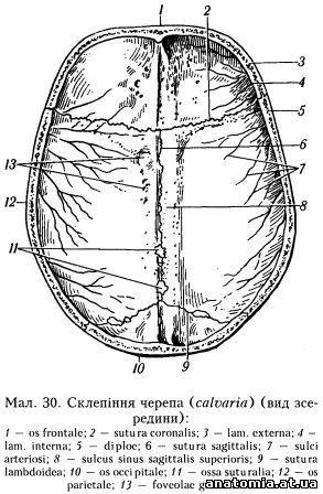 Склепіння черепа (calvaria)