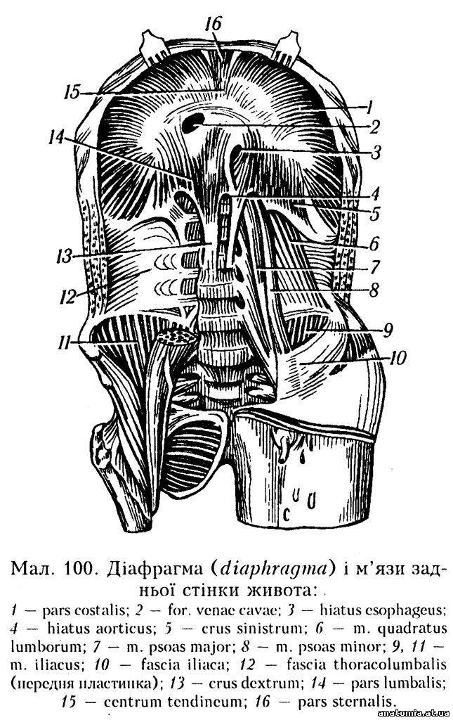 Діафрагма (diaphragma) 