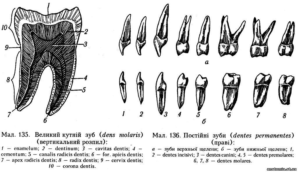 Зубной на латыни. Молочный зуб на латинском. Верхний большой коренной зуб на латыни. Зуб мудрости анатомия латынь.