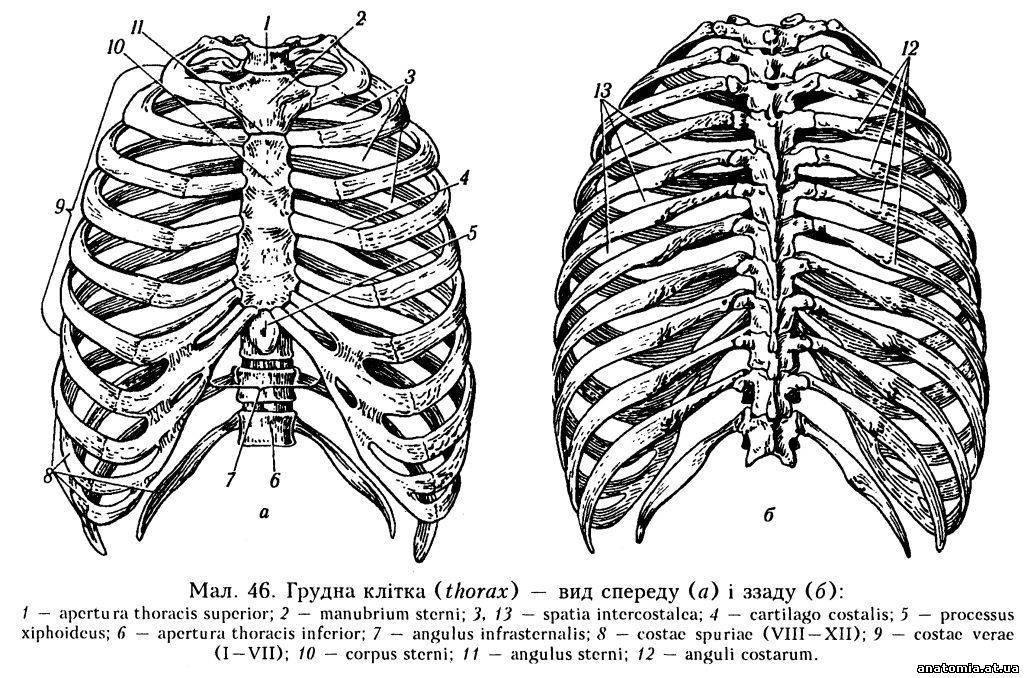 Сколько ребер на 1 стороне. Строение грудной клетки спереди. Грудная клетка с ребрами и грудиной. Ребра анатомия. Ребра и Грудина анатомия строение.