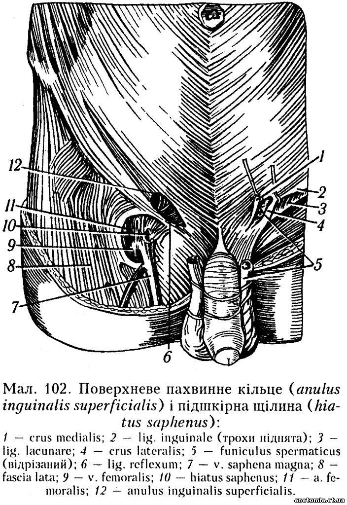 Пахвинний канал (canalis inguinalis)