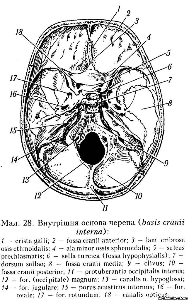 Внутрішня основа черепа (basis cranii interna)