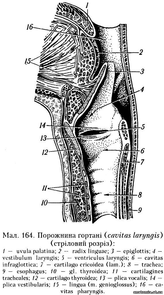 Порожнина гортані (cavitas laryngis)