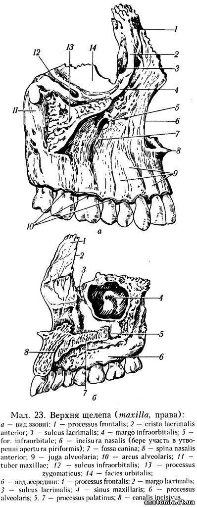 Тіло верхньої щелепи (corpus maxillae)