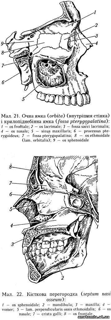 Носова кістка (os nasale)