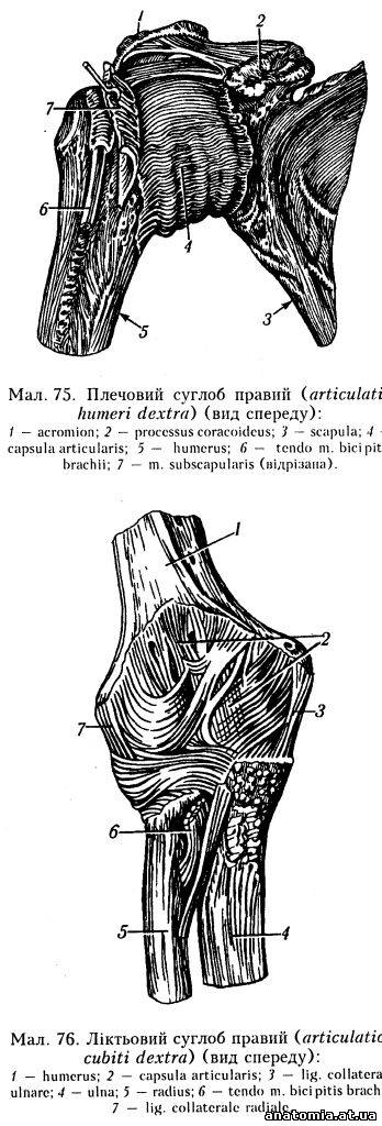 Плечовий суглоб (articulatio humeri)