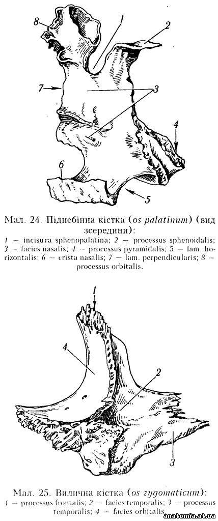 Піднебінна кістка (os palatinum)